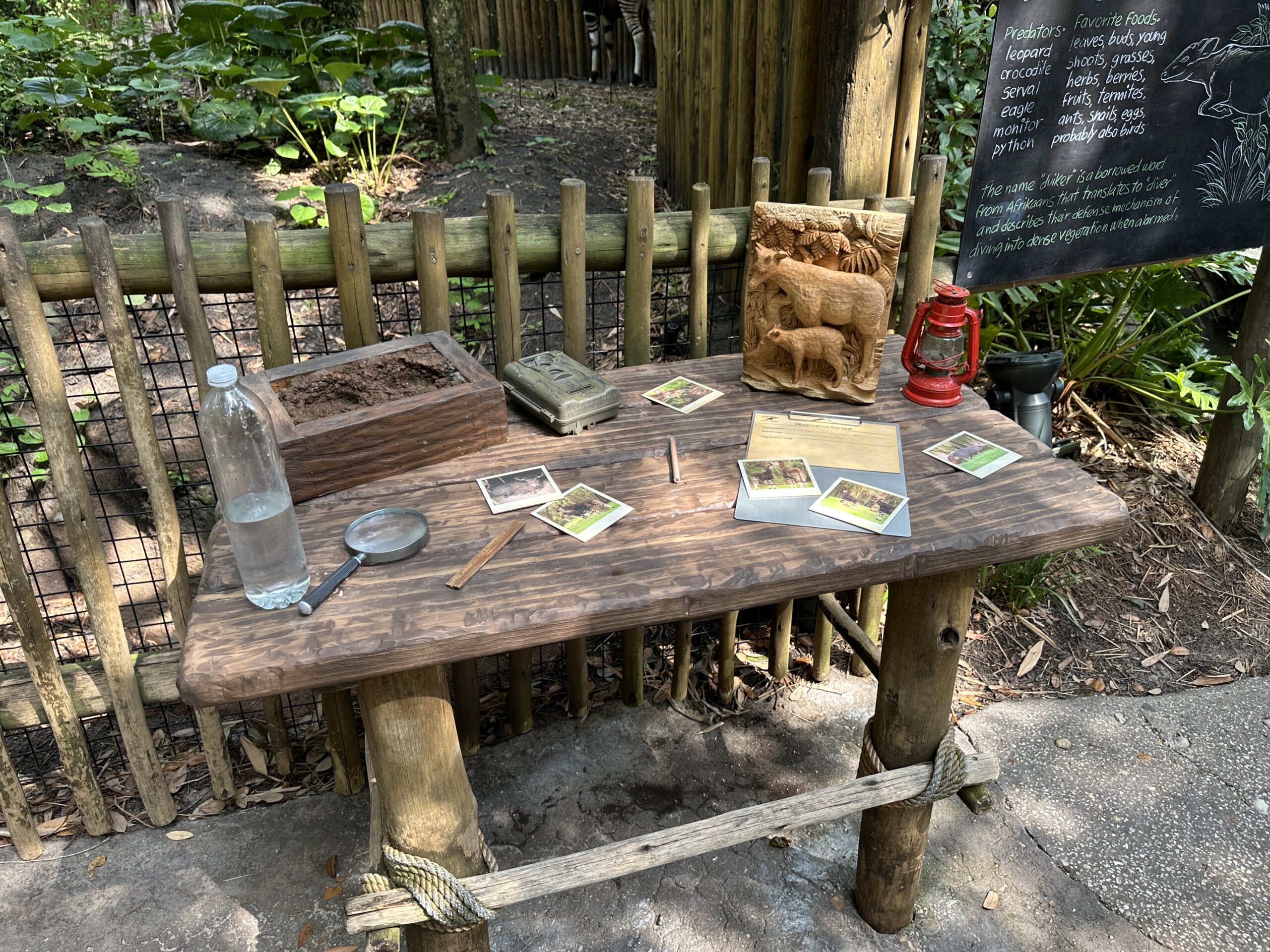 The table has gear and animal photos on it, including a wood carving of an okapi and its calf, a magnifying glass, and a red lantern.
