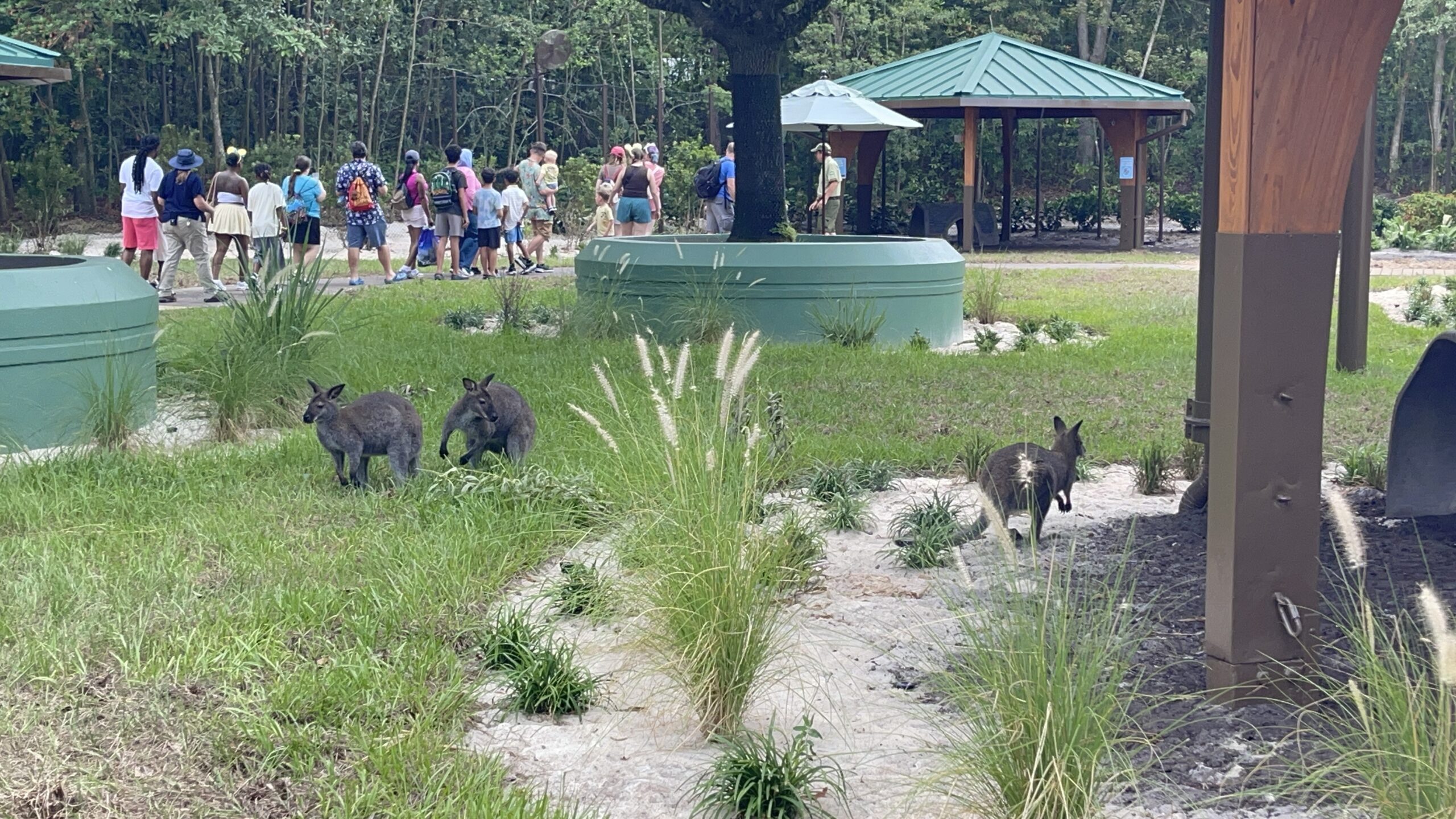 During the walkthrough experience, our reporter was in a group of ten people with a Cast Member leading from the front. Upon entering, guests are asked to put away food items and to stay on the path. At this time, the walkthrough experience is not accessible for those in wheelchairs or ECVs.