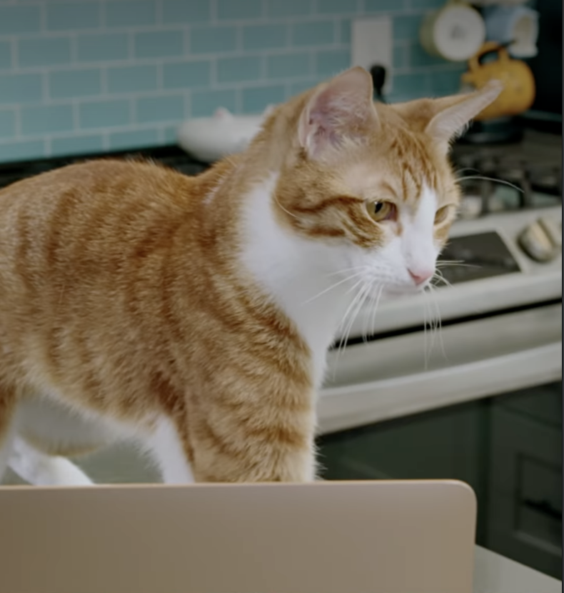 Pixar must have really been feline the new Gatto trailer because they showed it to several cats to get their impression of the upcoming film.