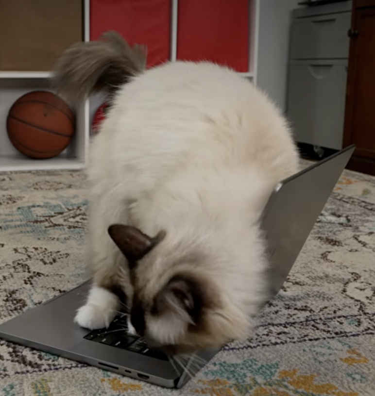 Pixar must have really been feline the new Gatto trailer because they showed it to several cats to get their impression of the upcoming film.