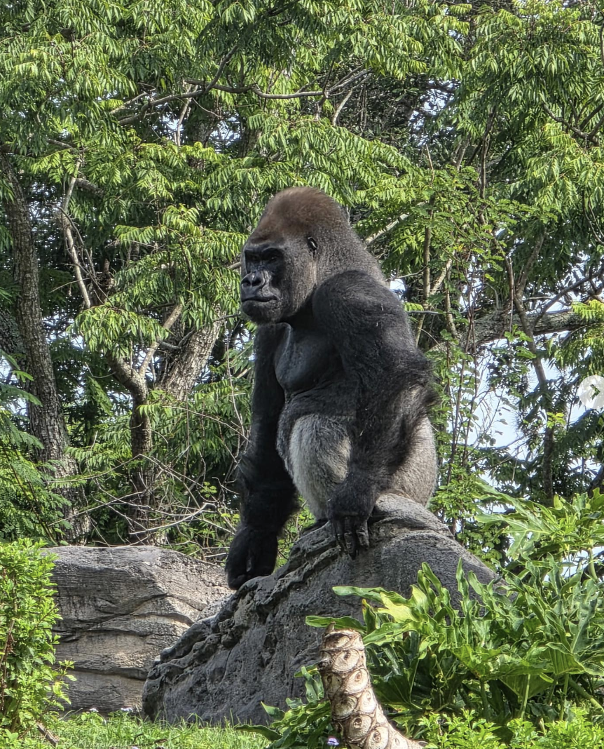 Disney's Animal Kingdom Welcomes a New Adult Gorilla