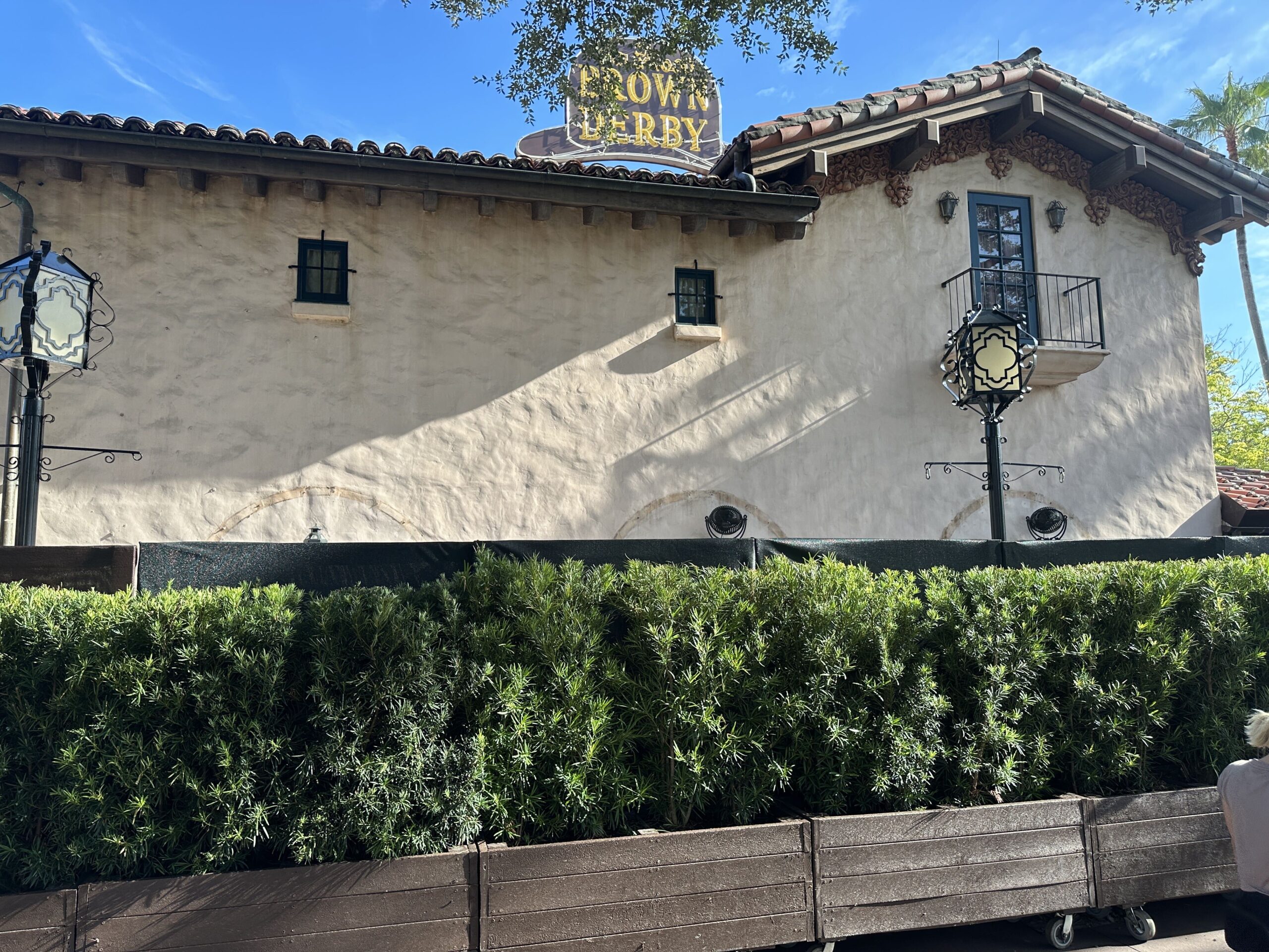The Hollywood Brown Derby at Disney's Hollywood Studios is apparently getting an exterior refurbishment. Rolling planters and scrim have gone up around the patio.