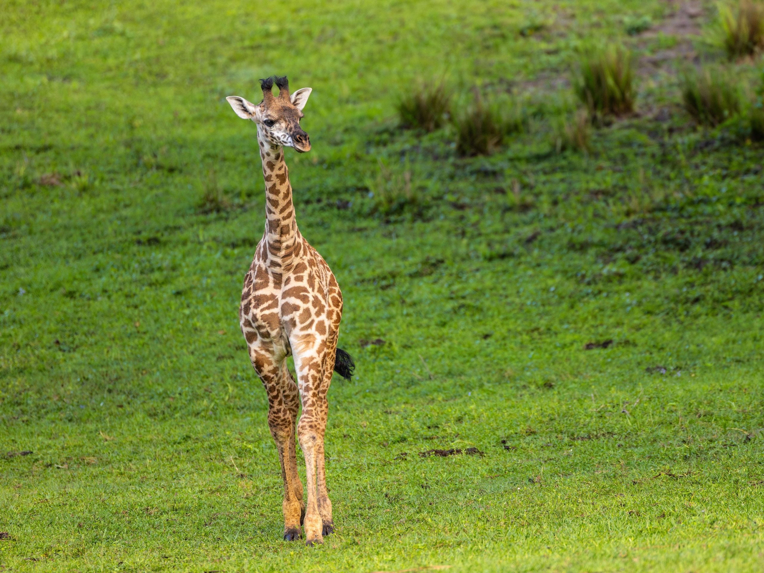 Ivy the Baby Giraffe Arrives at Kilimanjaro Safaris in Disney's Animal Kingdom