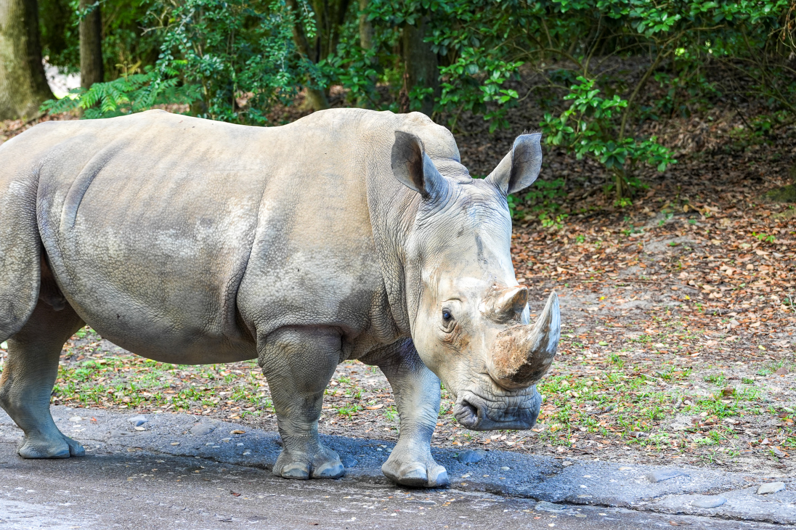 Disney veterinarians recently removed a cataract in Kendi's right eye after noticing cloudiness, which could lead to blindness. The 27-year old white rhino calls Animal Kingdom home.