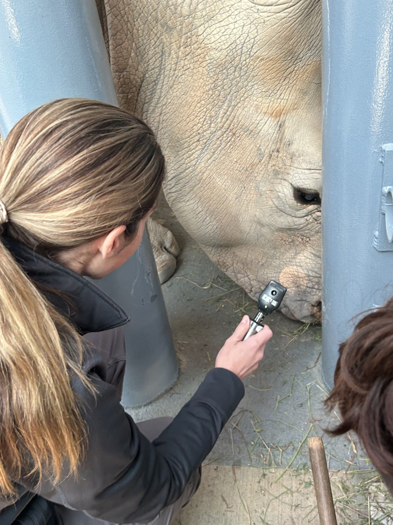 Disney veterinarians recently removed a cataract in Kendi's right eye after noticing cloudiness, which could lead to blindness. The 27-year old white rhino calls Animal Kingdom home.