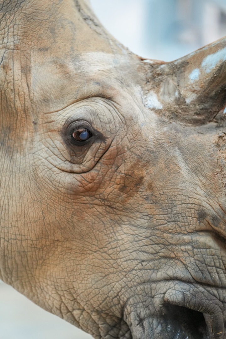 Disney veterinarians recently removed a cataract in Kendi's right eye after noticing cloudiness, which could lead to blindness. The 27-year old white rhino calls Animal Kingdom home.