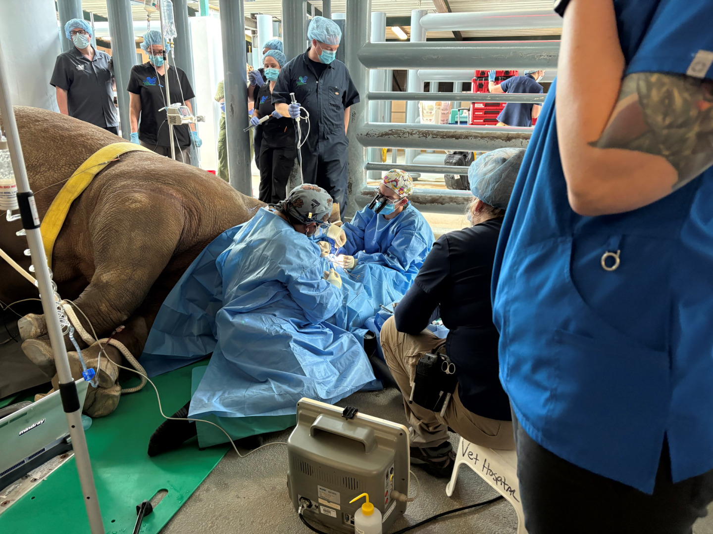 Disney veterinarians recently removed a cataract in Kendi's right eye after noticing cloudiness, which could lead to blindness. The 27-year old white rhino calls Animal Kingdom home.