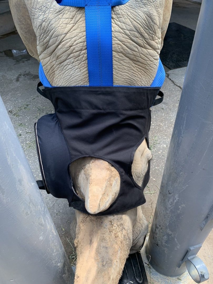 Disney veterinarians recently removed a cataract in Kendi's right eye after noticing cloudiness, which could lead to blindness. The 27-year old white rhino calls Animal Kingdom home.