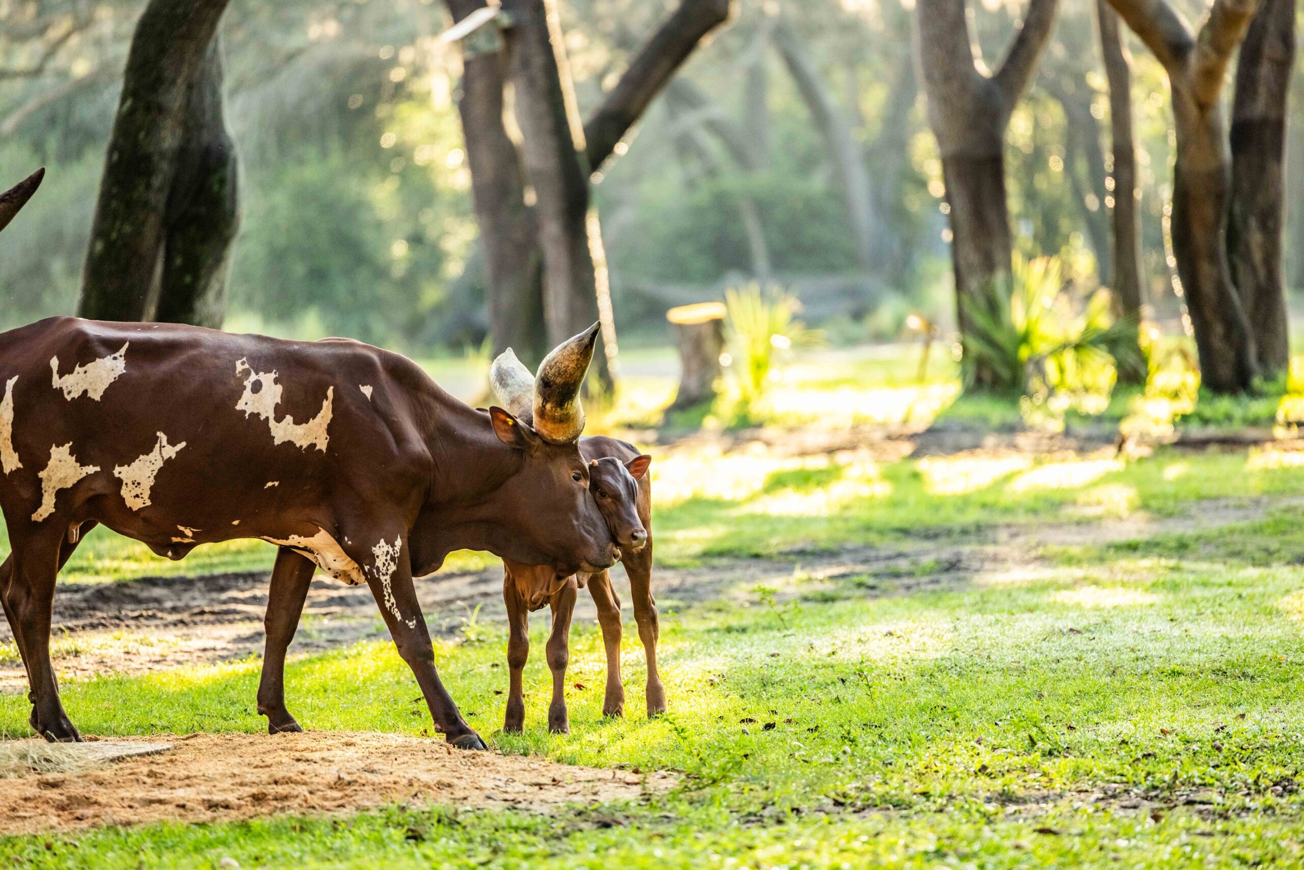 Cinnamon, the Ankole calf, has made her debut on the Kilimanjaro Safaris at Disney's Animal Kingdom.
