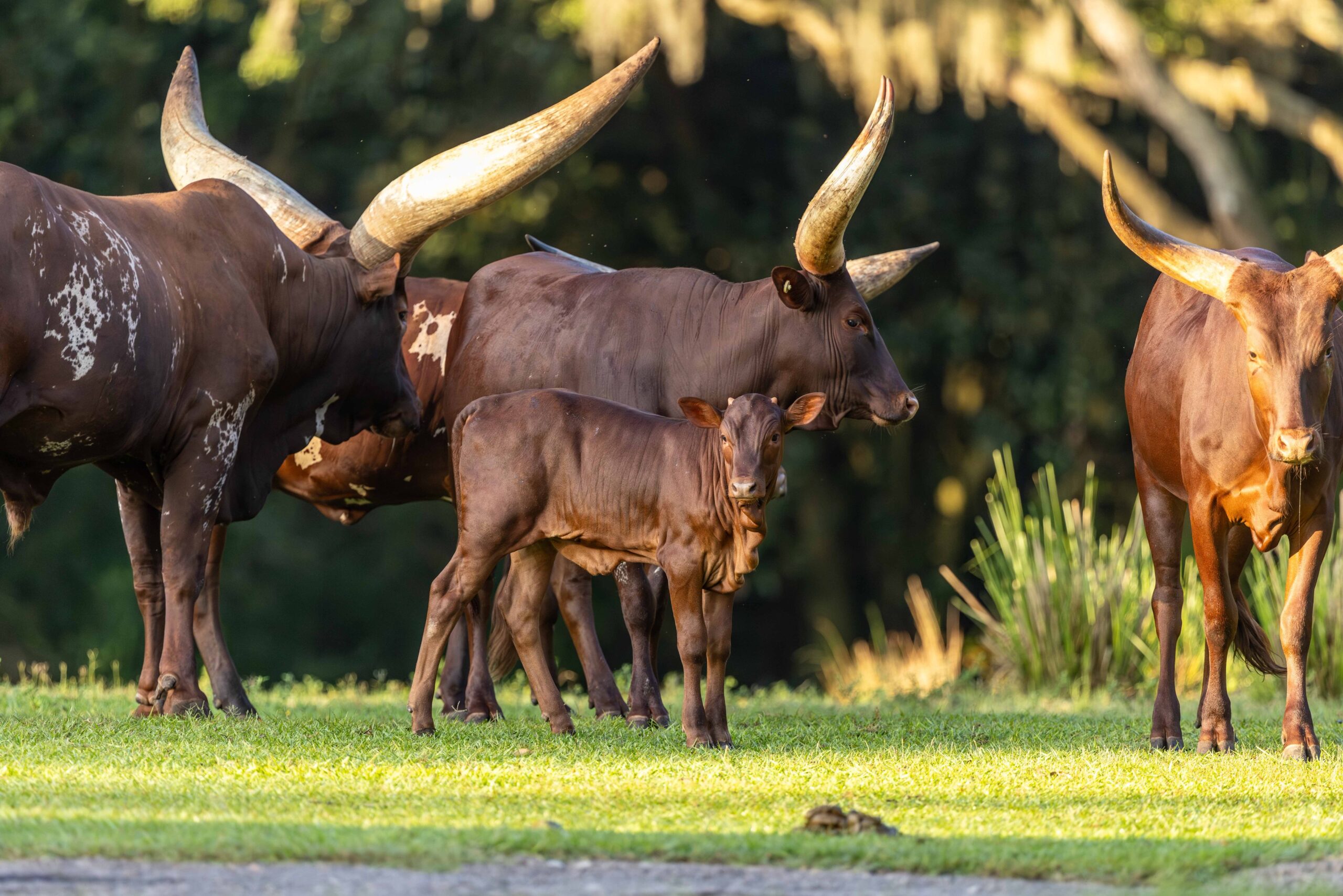 Cinnamon, the Ankole calf, has made her debut on the Kilimanjaro Safaris at Disney's Animal Kingdom.