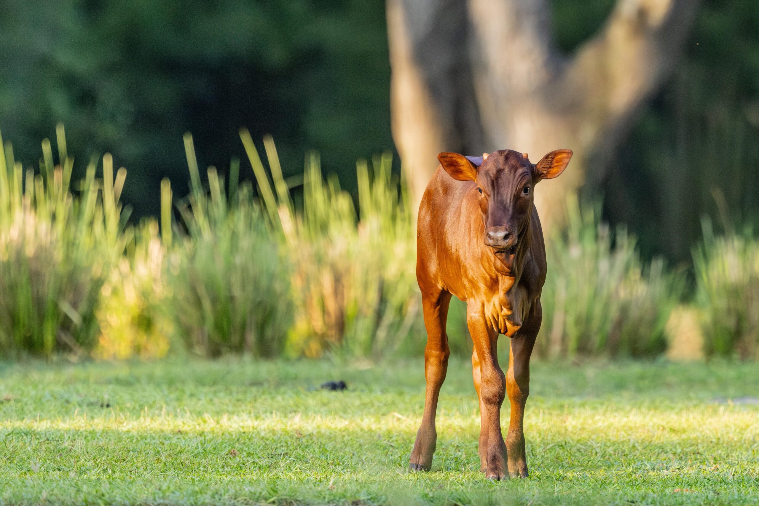 Cinnamon, the Ankole calf, has made her debut on the Kilimanjaro Safaris at Disney's Animal Kingdom.