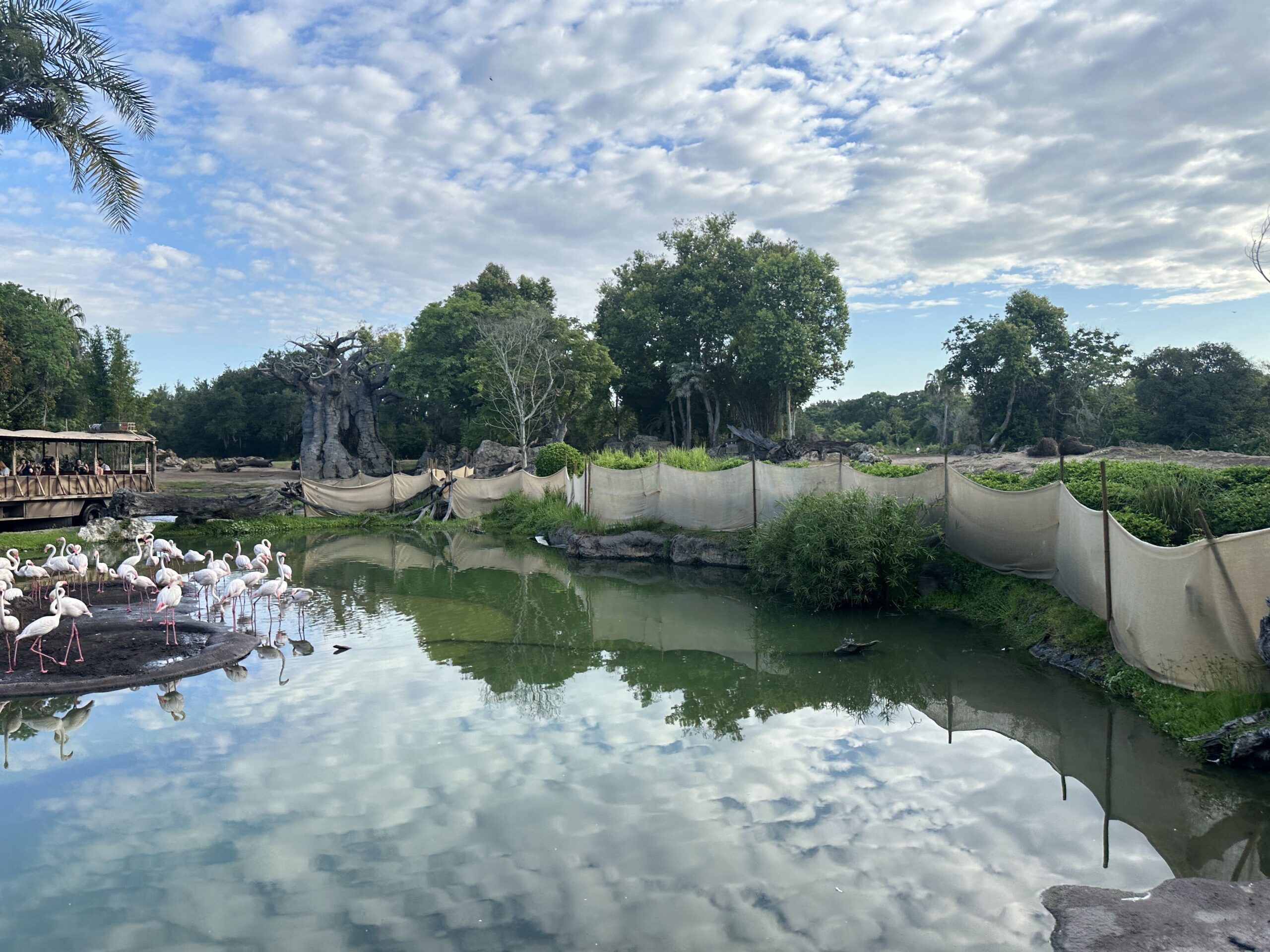 Ivy the baby Masai giraffe can now be seen by guests on Kilimanjaro Safaris at Disney's Animal Kingdom.