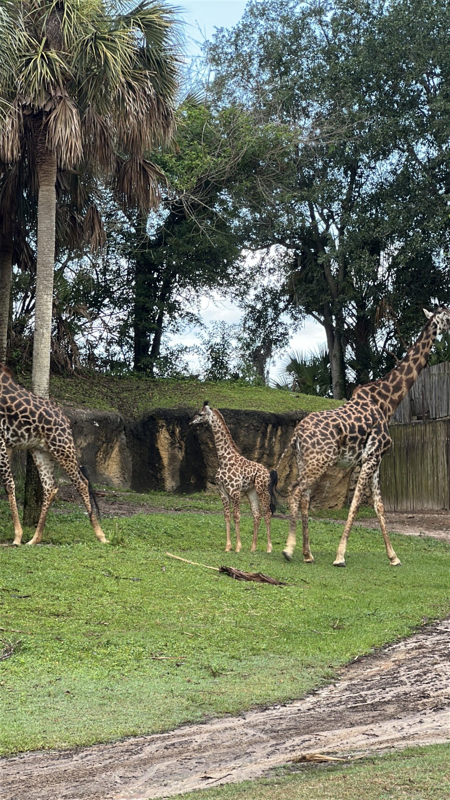 Ivy the baby Masai giraffe can now be seen by guests on Kilimanjaro Safaris at Disney's Animal Kingdom.