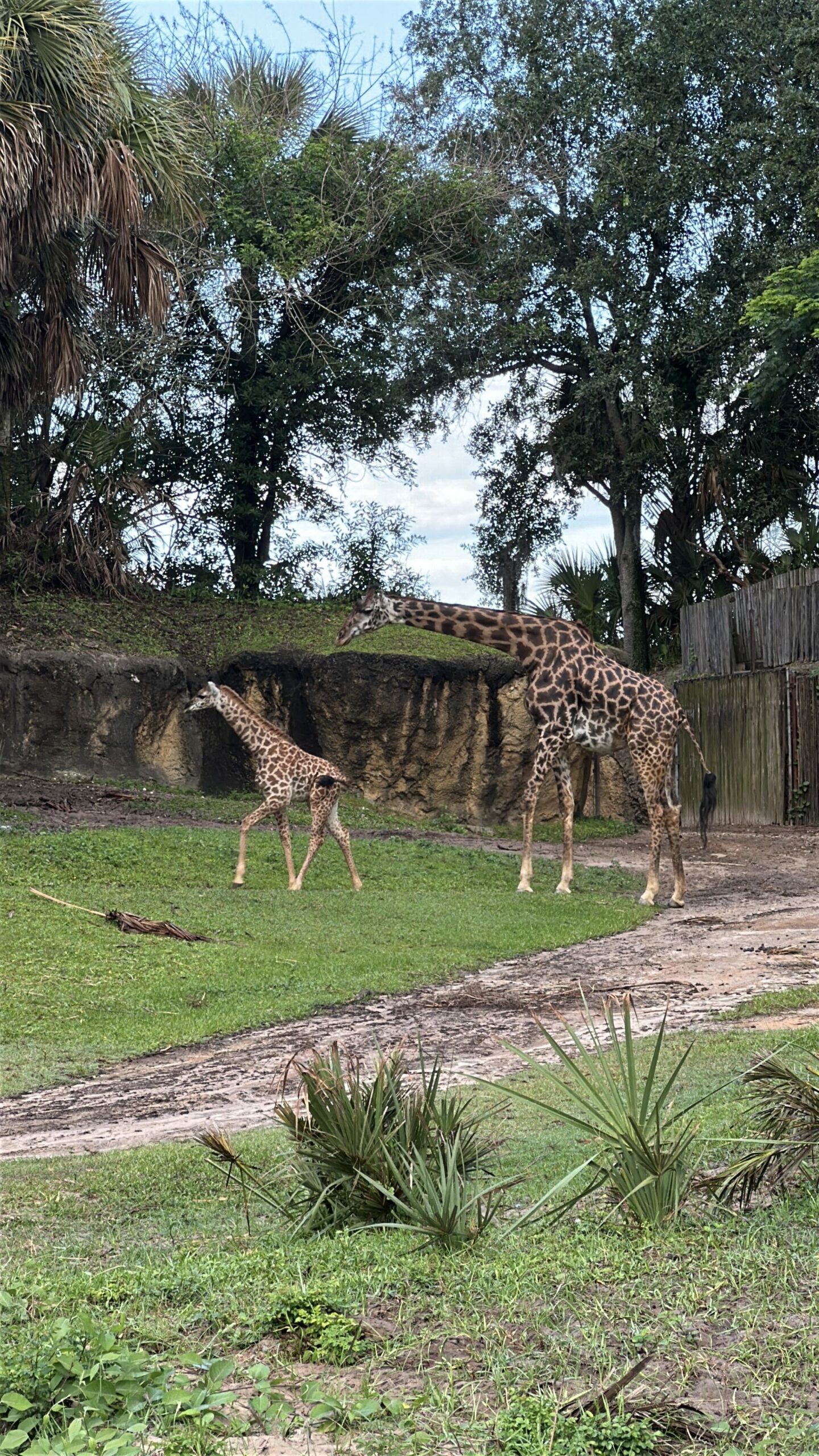 Ivy the baby Masai giraffe can now be seen by guests on Kilimanjaro Safaris at Disney's Animal Kingdom.