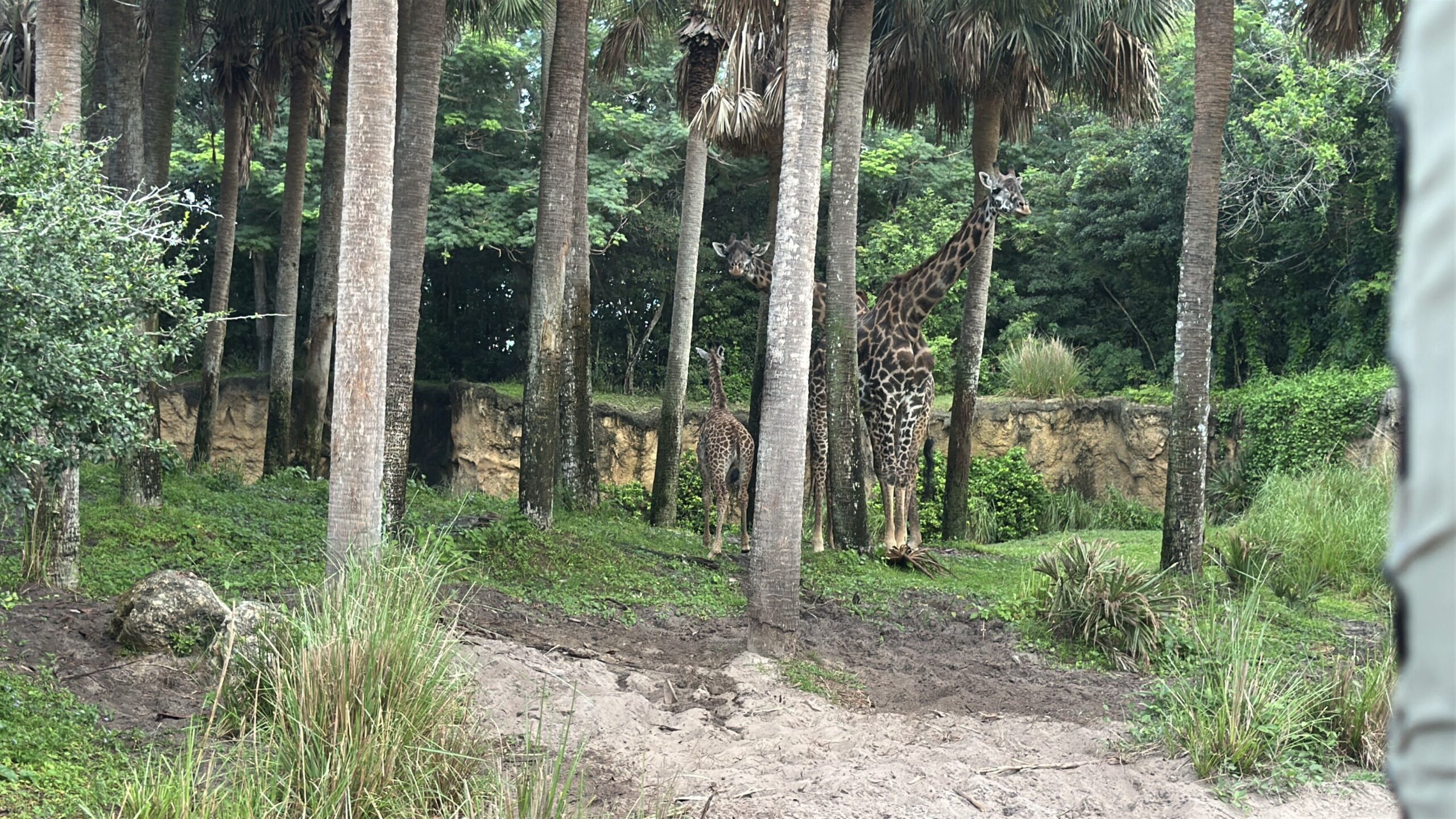 Ivy the baby Masai giraffe can now be seen by guests on Kilimanjaro Safaris at Disney's Animal Kingdom.