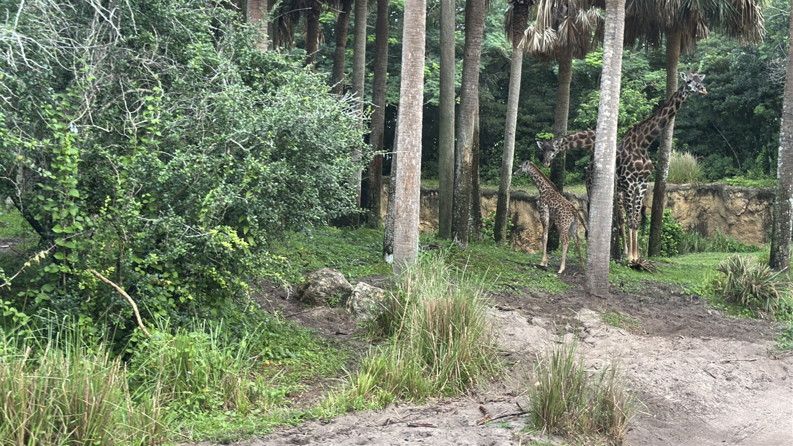 Ivy the baby Masai giraffe can now be seen by guests on Kilimanjaro Safaris at Disney's Animal Kingdom.