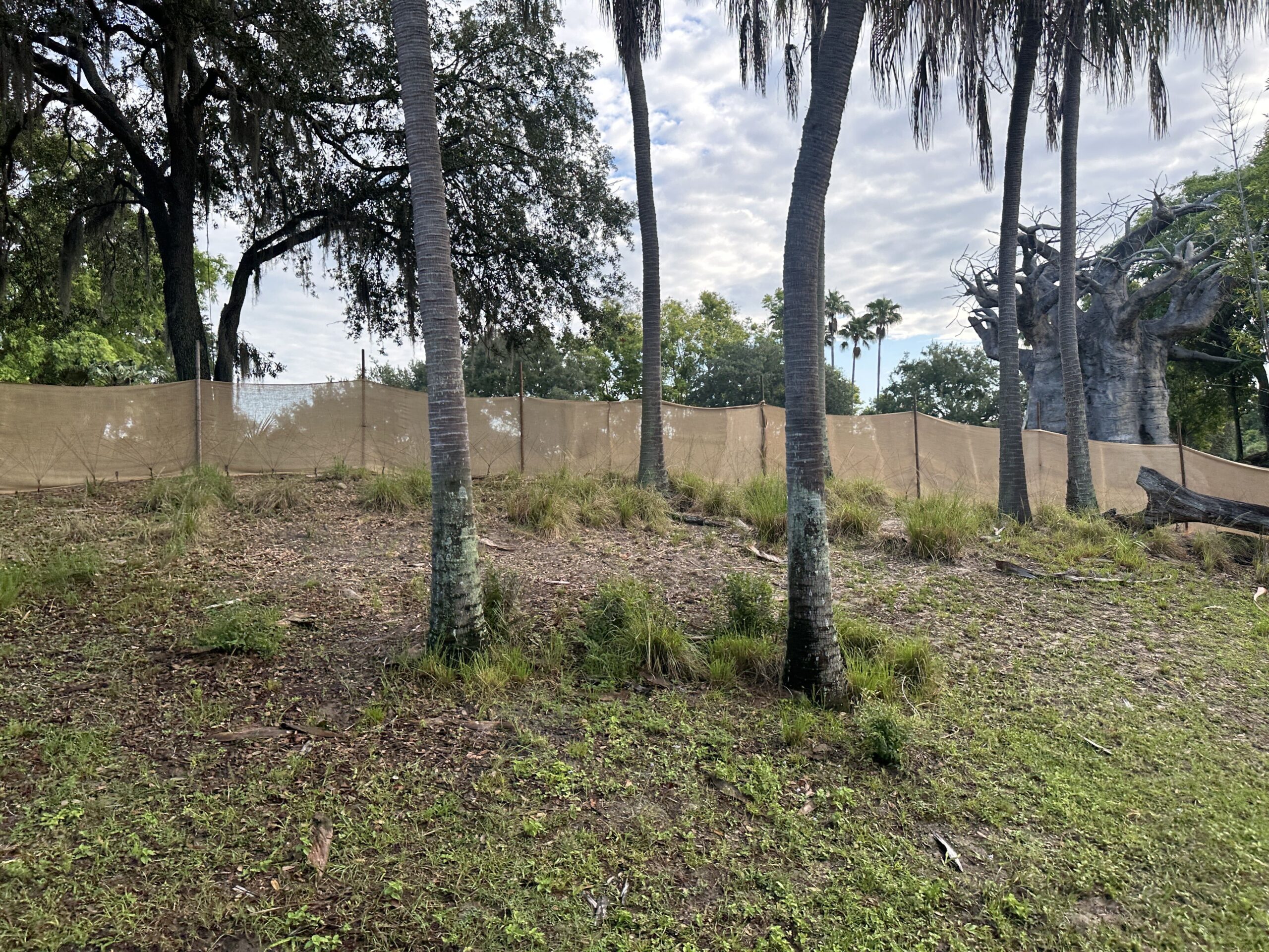 Ivy the baby Masai giraffe can now be seen by guests on Kilimanjaro Safaris at Disney's Animal Kingdom.