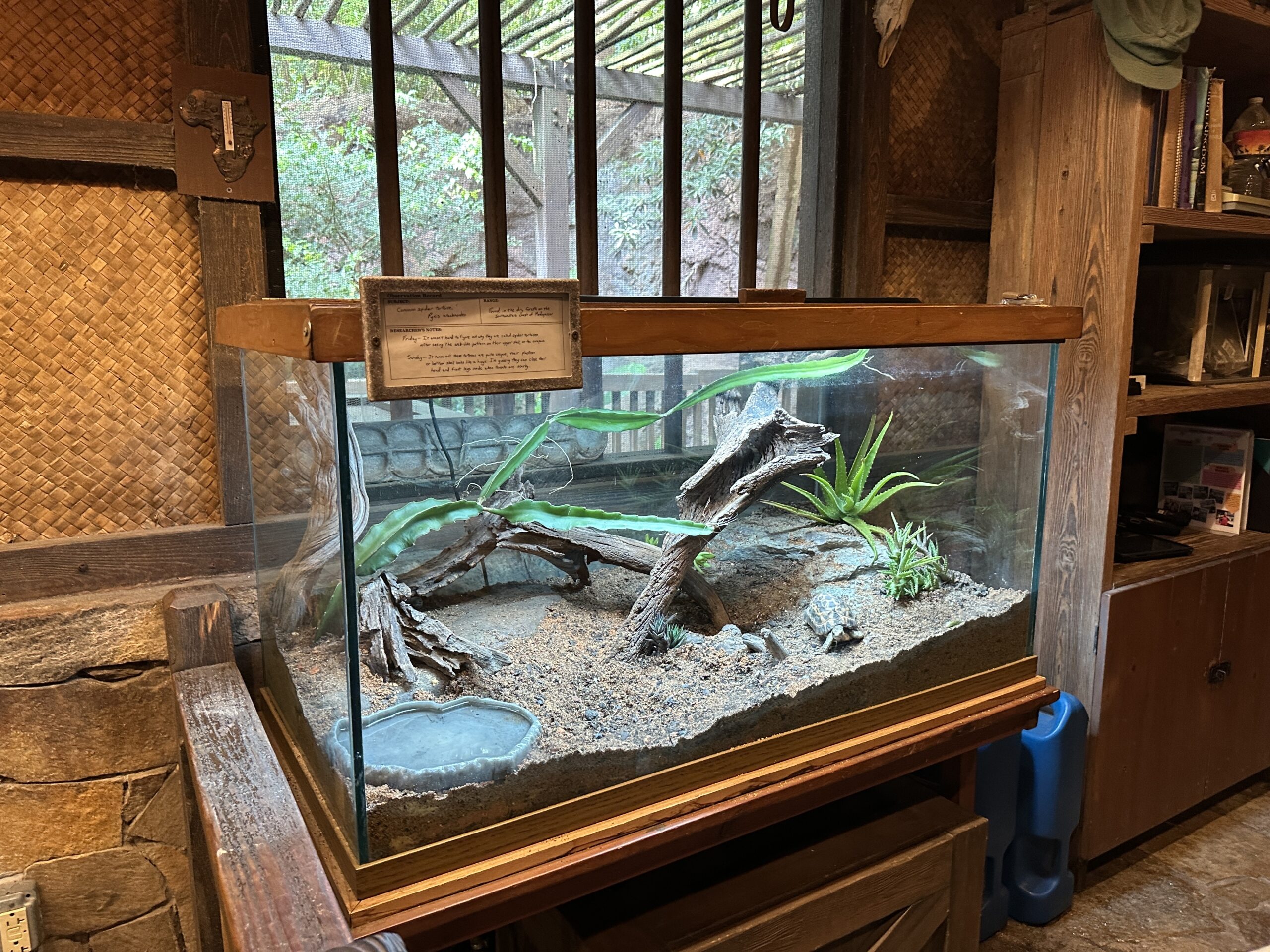 Spider tortoise at Disney's Animal Kingdom