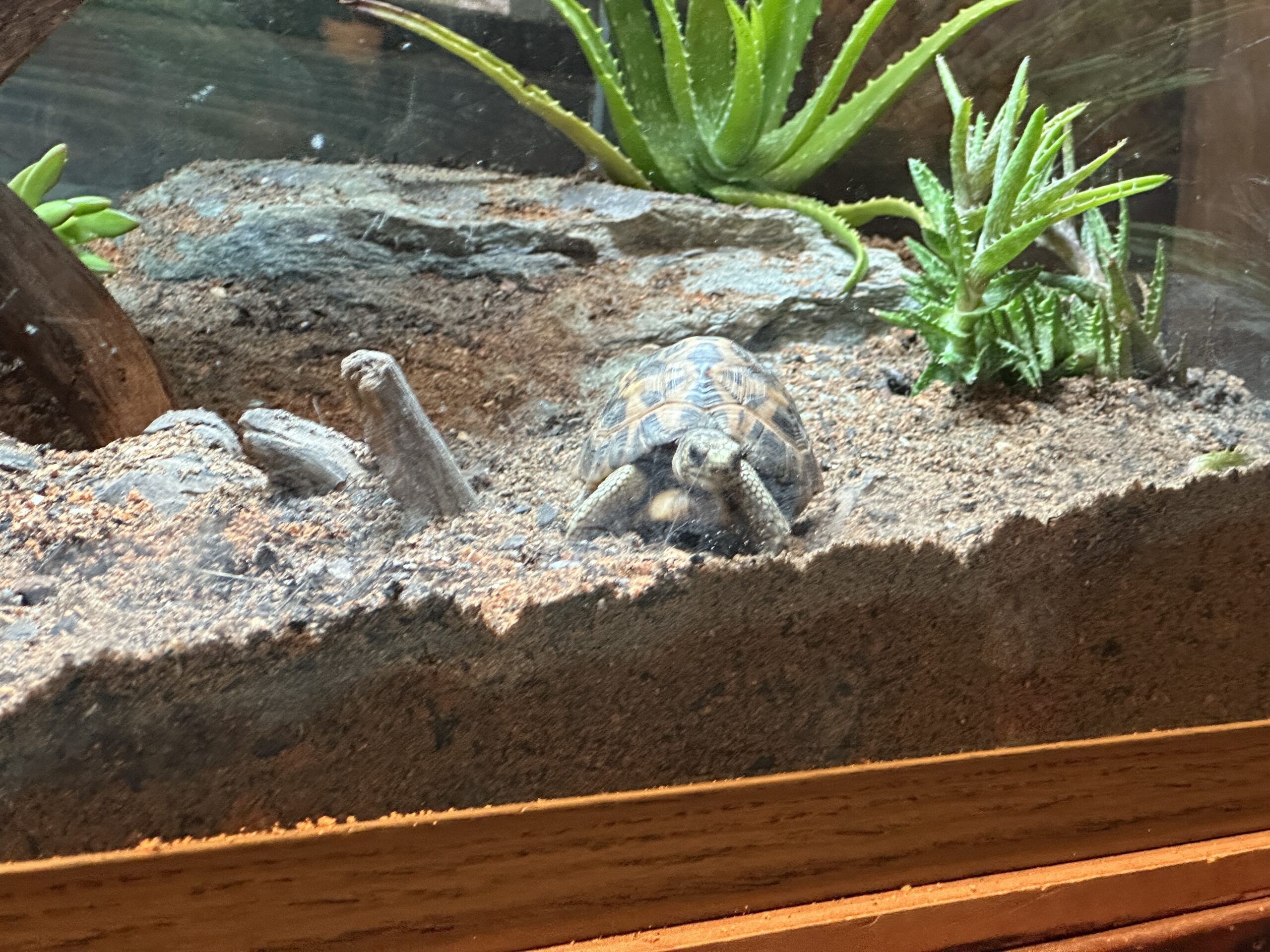 Spider tortoise at Disney's Animal Kingdom