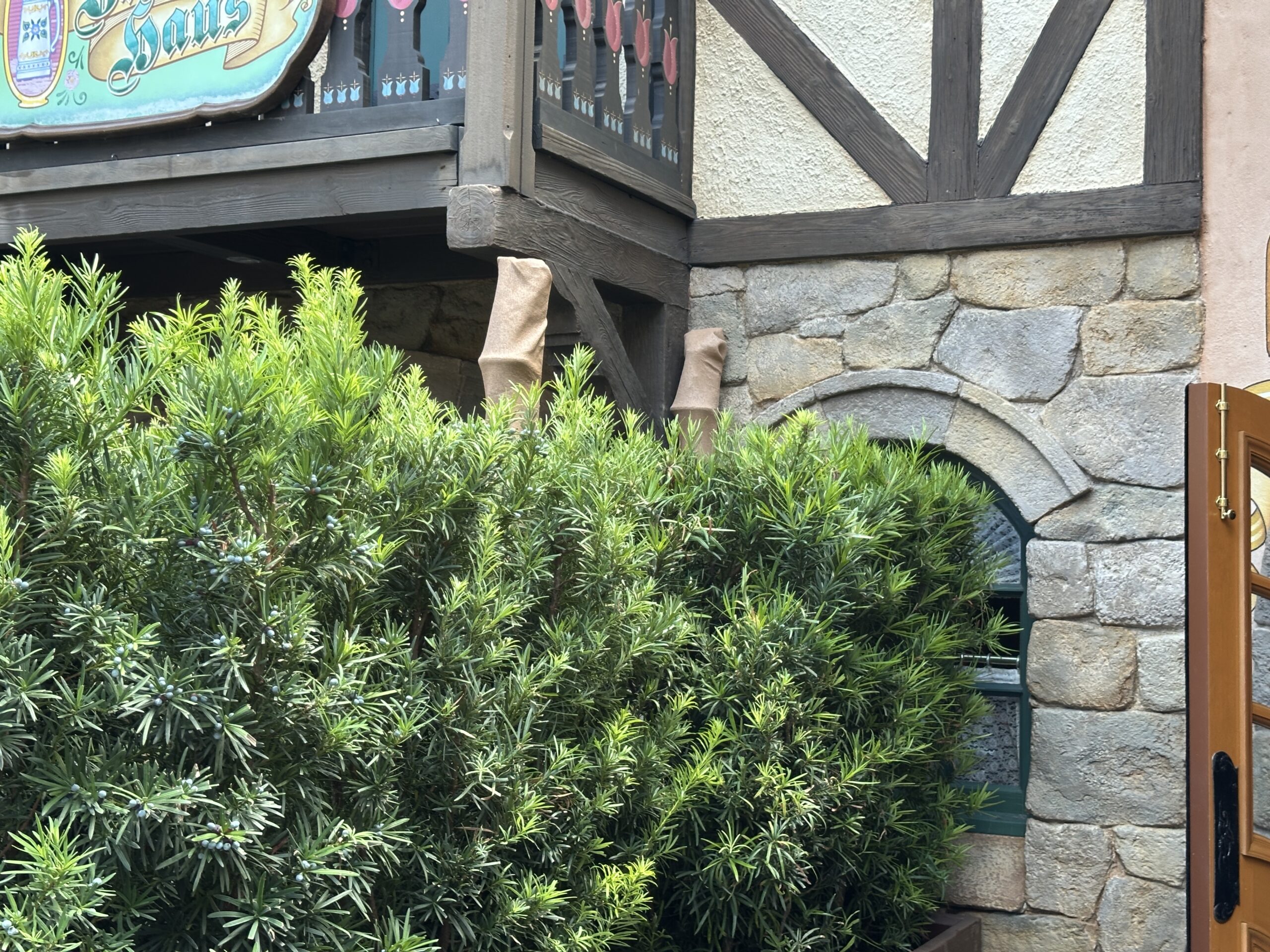 It looks like Disney is preparing for an exterior refurbishment of Stein Haus in the Germany Pavilion of EPCOT. Rolling planters, scrim, and scaffolding now block the shop's main entrance.