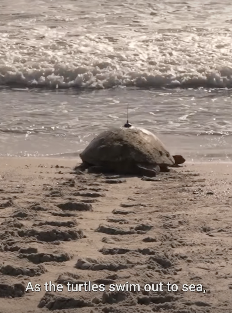 With the help of Catherine Laga'aia, star of the live action Moana, the Disney arms announced this year's Tour de Turtles participation will be Moana-themed. Disney's event takes place at Disney's Vero Beach Resort, where guests can see staff engaging in turtle conservation tasks.