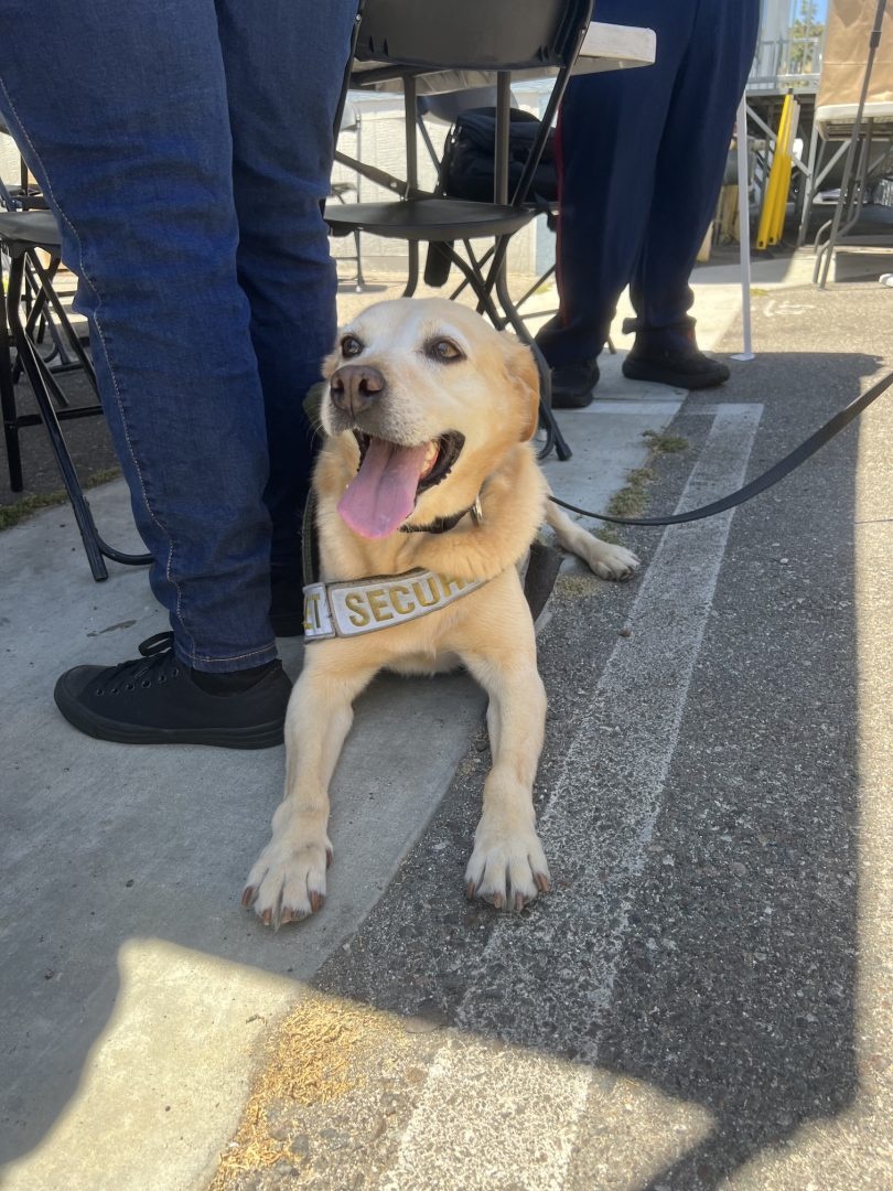 For the last six years, Benny’s been working as a security cast member, keeping Disneyland safe for guests and visitors. But now, as he creeps into his older years, it’s time to hang up his harness and enjoy life after work.