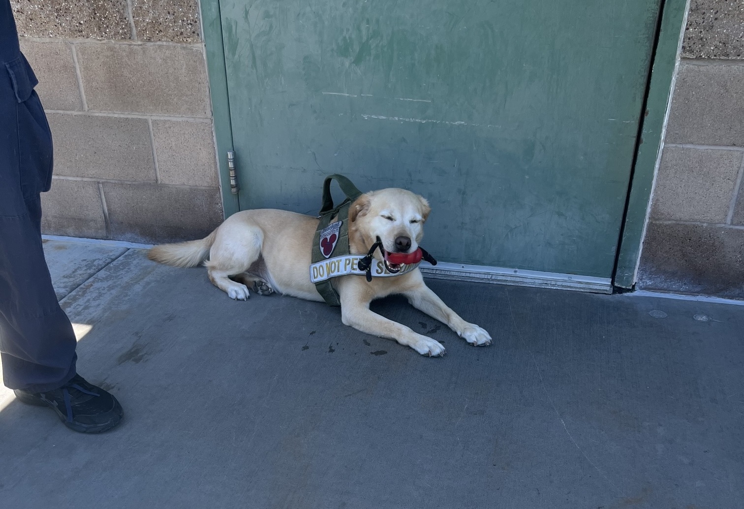 For the last six years, Benny’s been working as a security cast member, keeping Disneyland safe for guests and visitors. But now, as he creeps into his older years, it’s time to hang up his harness and enjoy life after work.