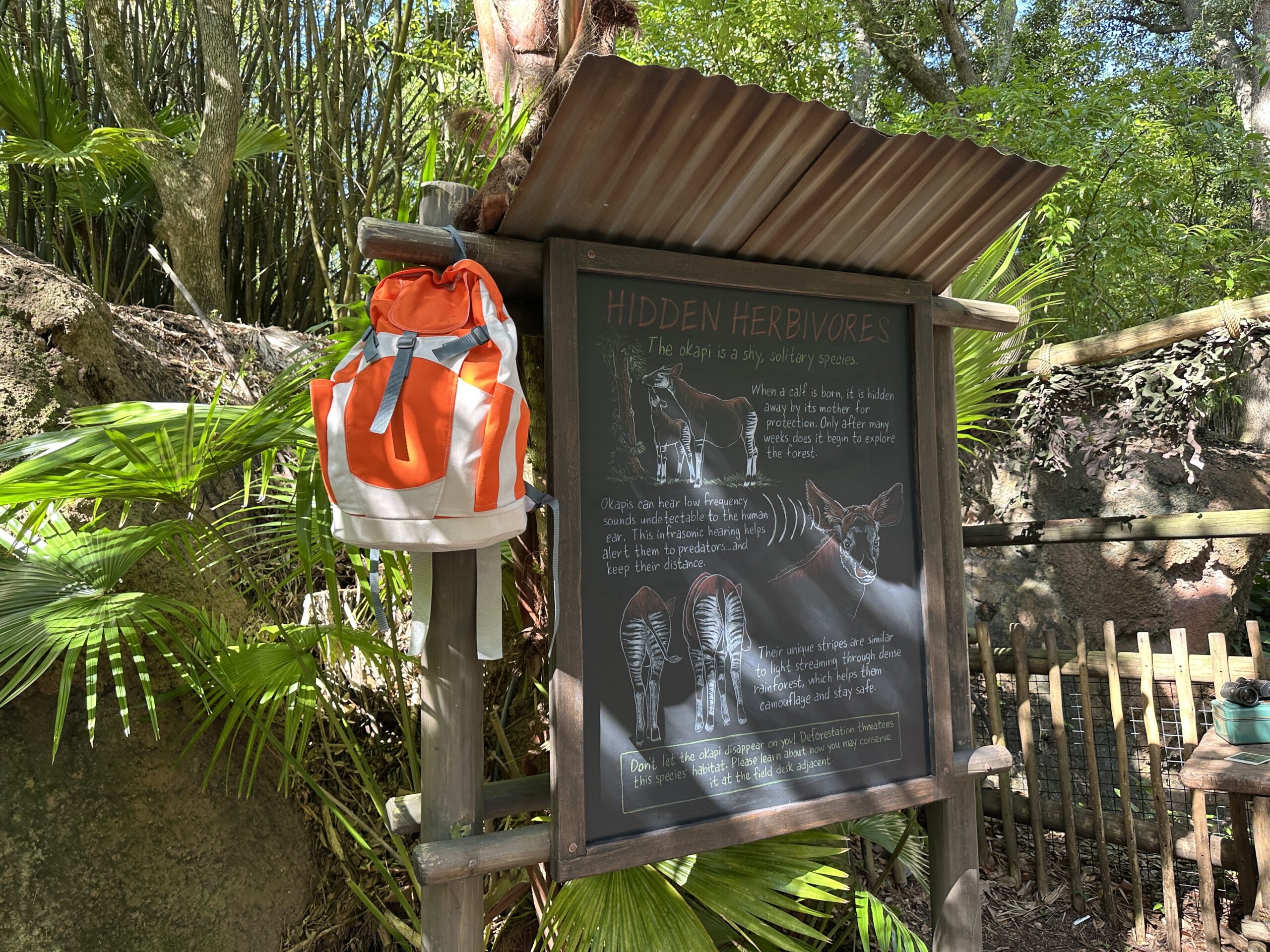 Although the gorilla viewing area is currently closed, the rest of the Exploration Trail is open. That includes the Okapi area, which has some new signage. There is a new sign all about the Okapi titled "Hidden Herbivores" that talks about details of the animals.