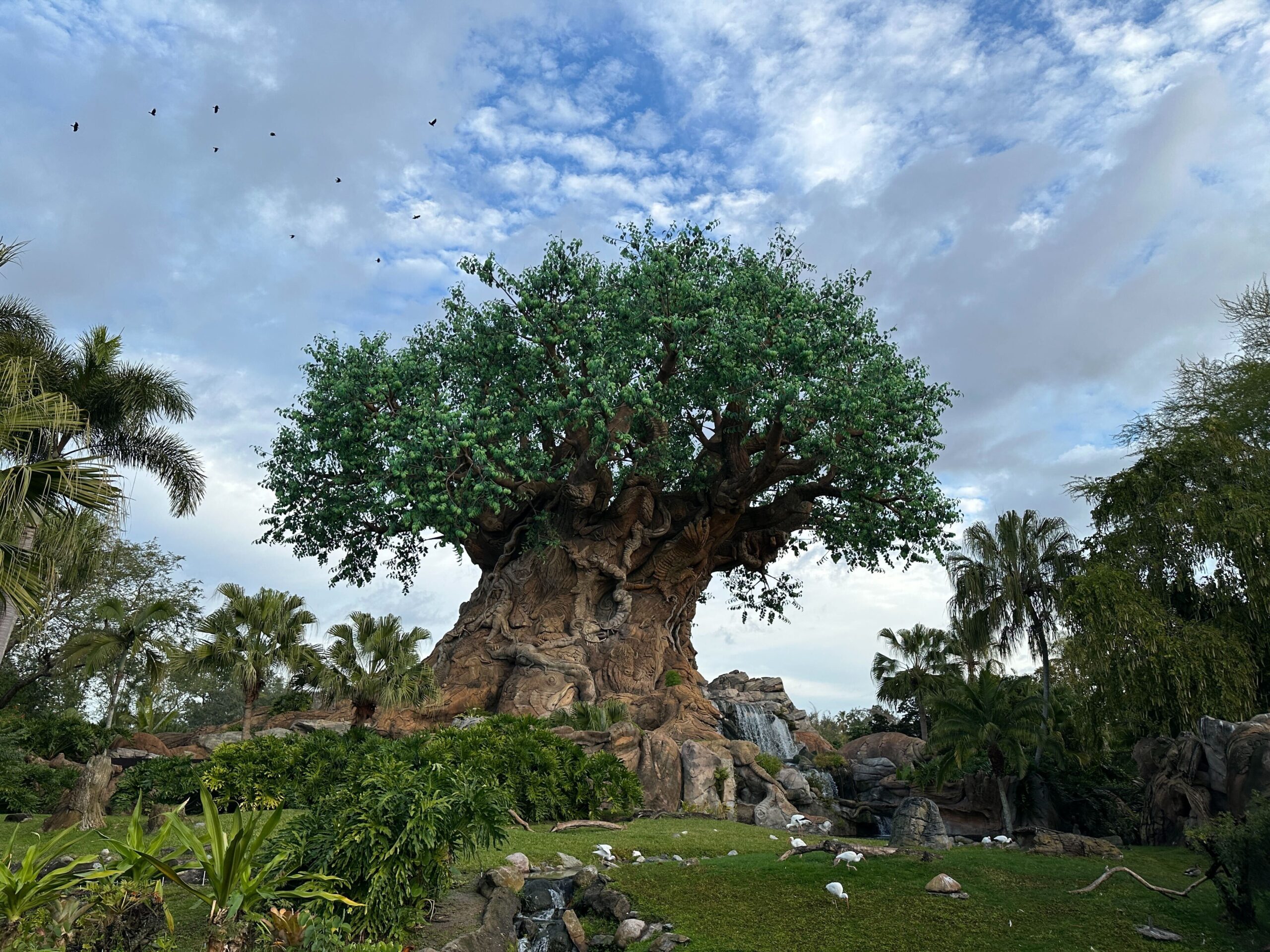 Tree of Life at Animal Kingdom