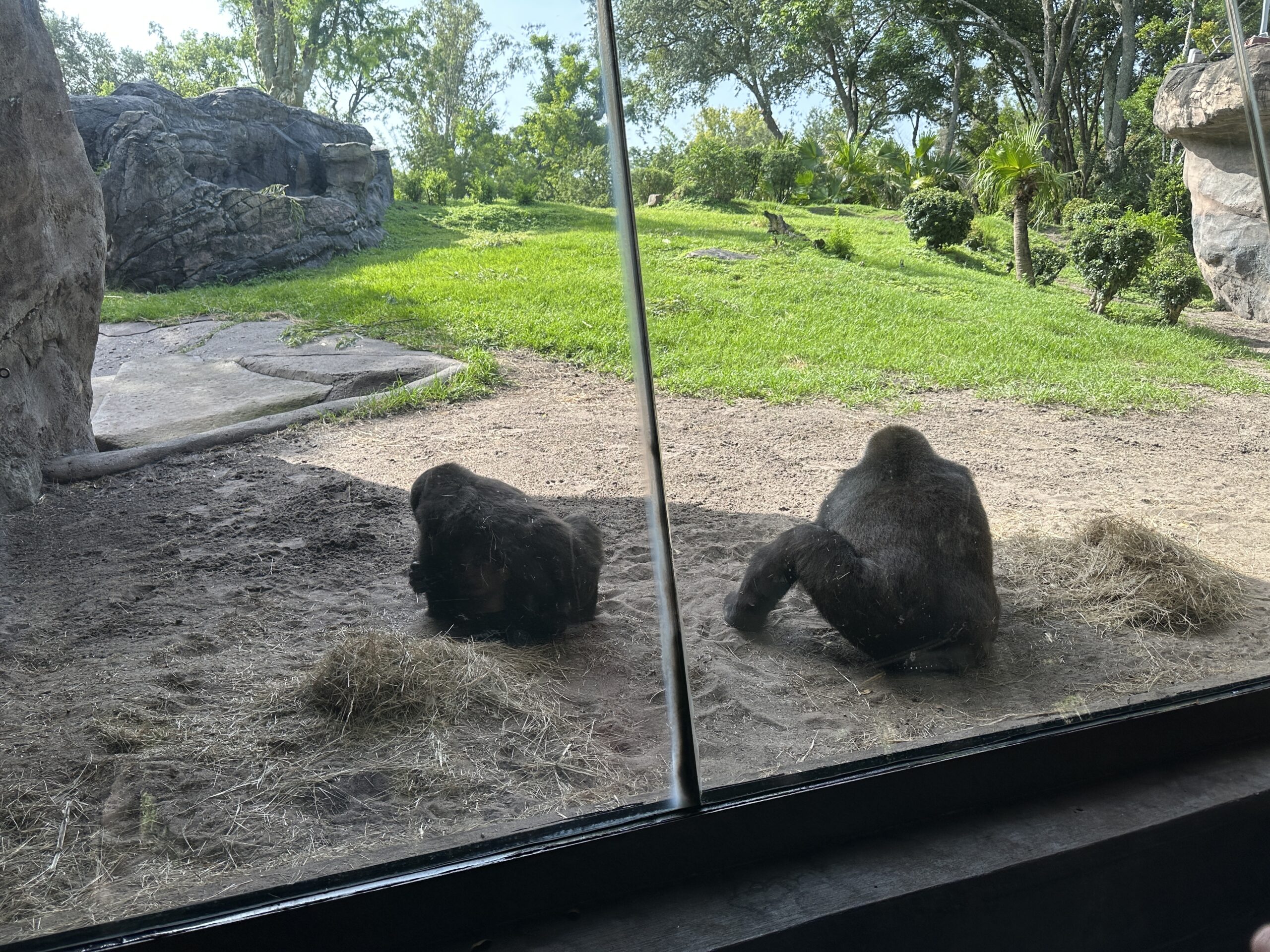 The gorilla enclosure of Gorilla Falls Exploration Trail at Disney's Animal Kingdom is back open following the introduction of a new male, but the new gorilla is not yet appearing for guests.