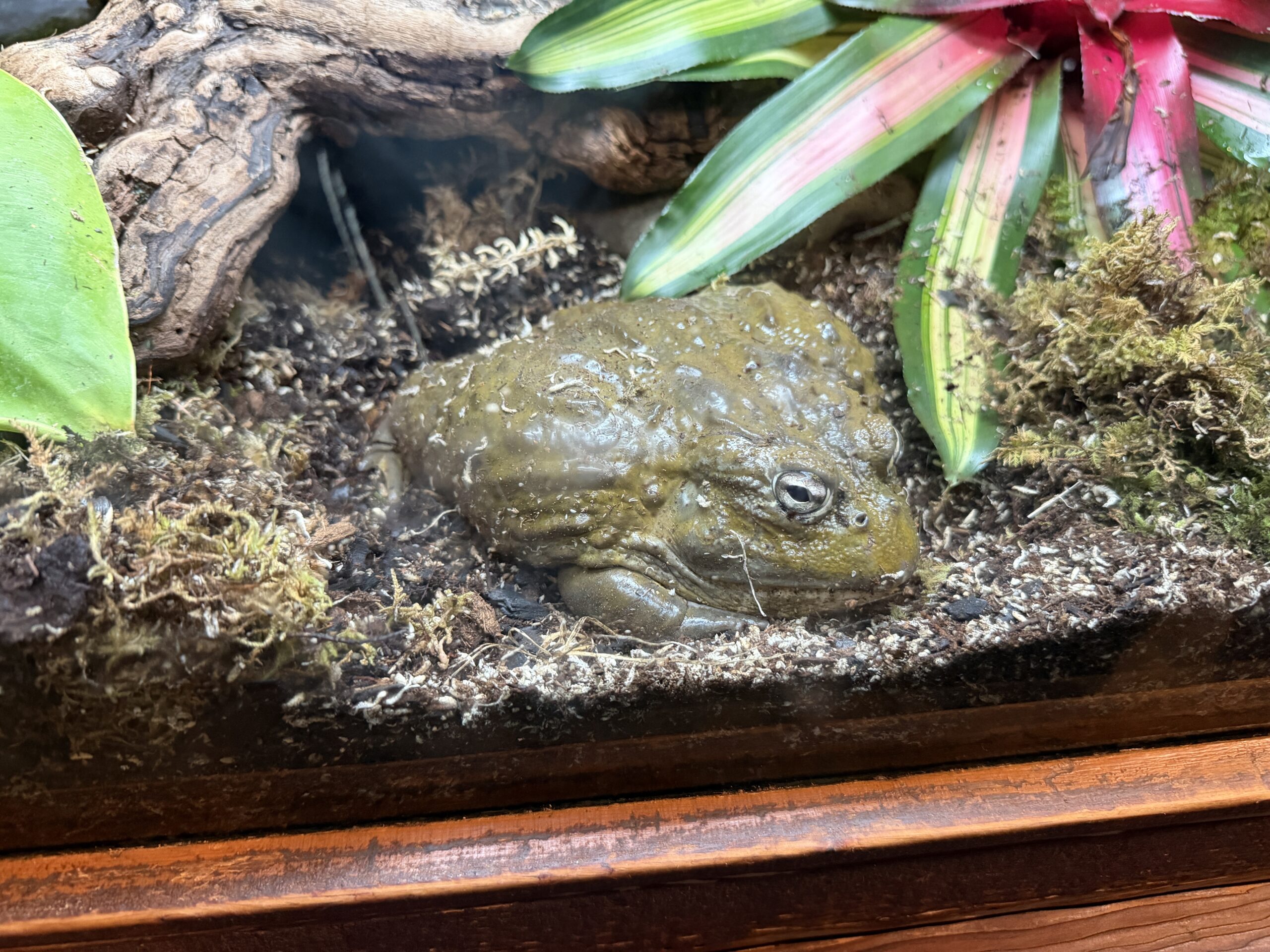 Animals of an interior exhibit at Gorilla Falls Exploration Trail in Disney's Animal Kingdom have been shuffled around and a new African bullfrog was introduced.