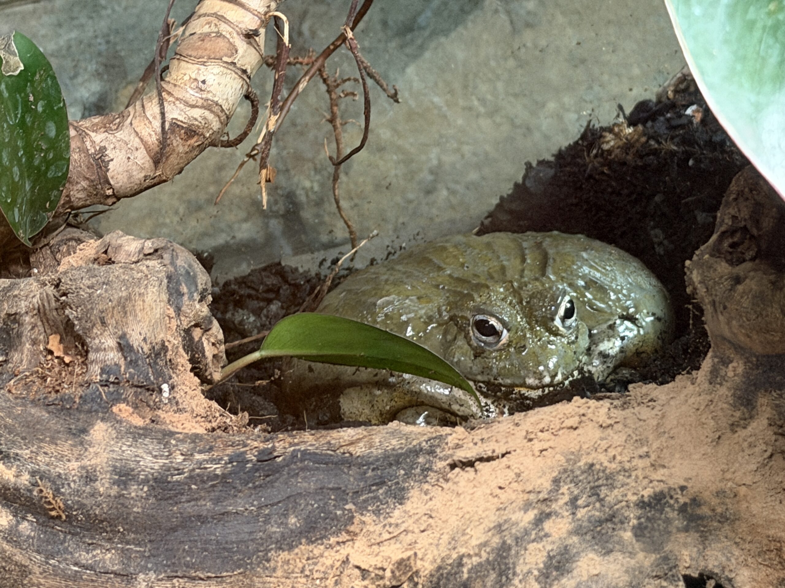 Animals of an interior exhibit at Gorilla Falls Exploration Trail in Disney's Animal Kingdom have been shuffled around and a new African bullfrog was introduced.