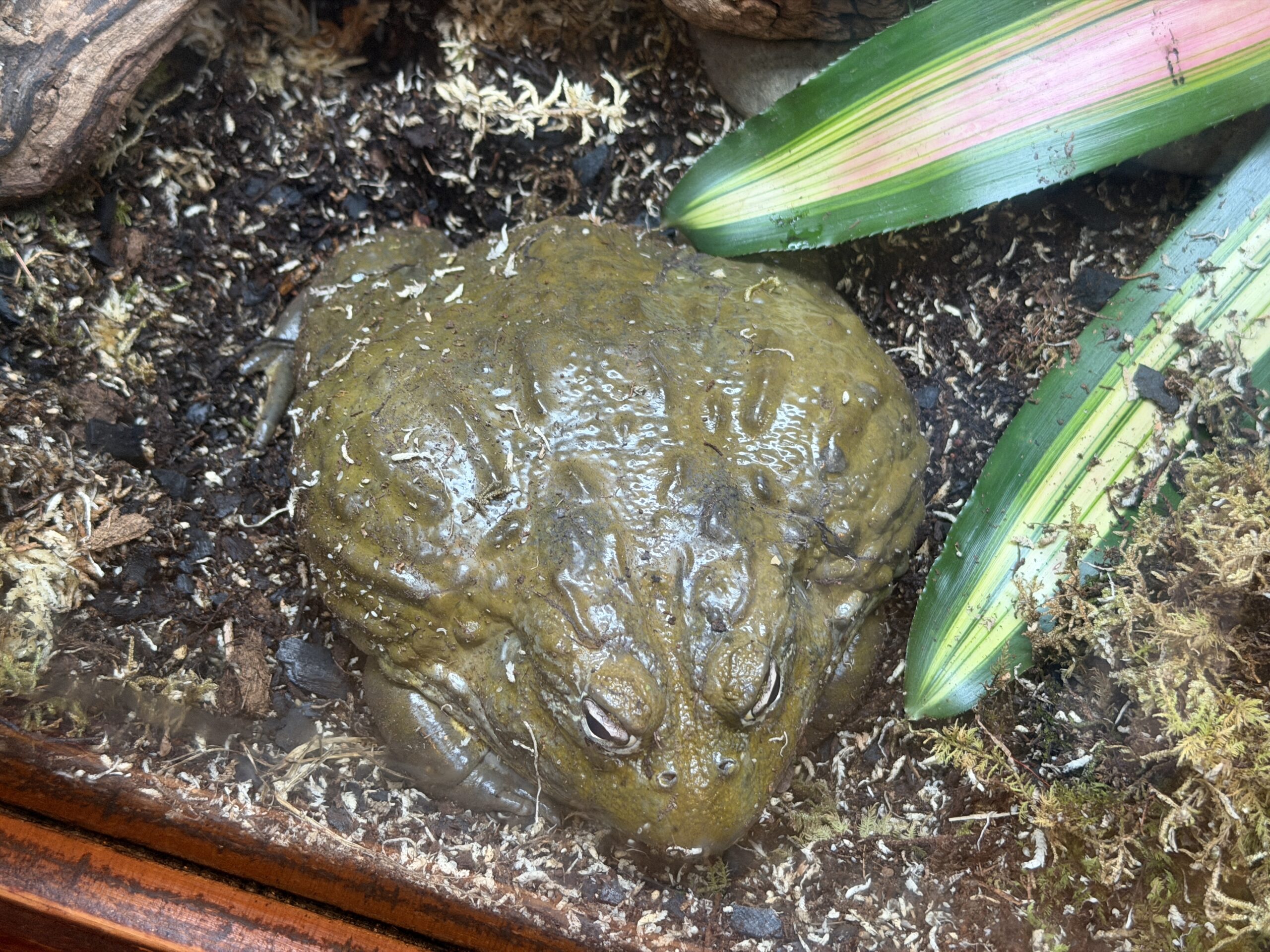 Animals of an interior exhibit at Gorilla Falls Exploration Trail in Disney's Animal Kingdom have been shuffled around and a new African bullfrog was introduced.