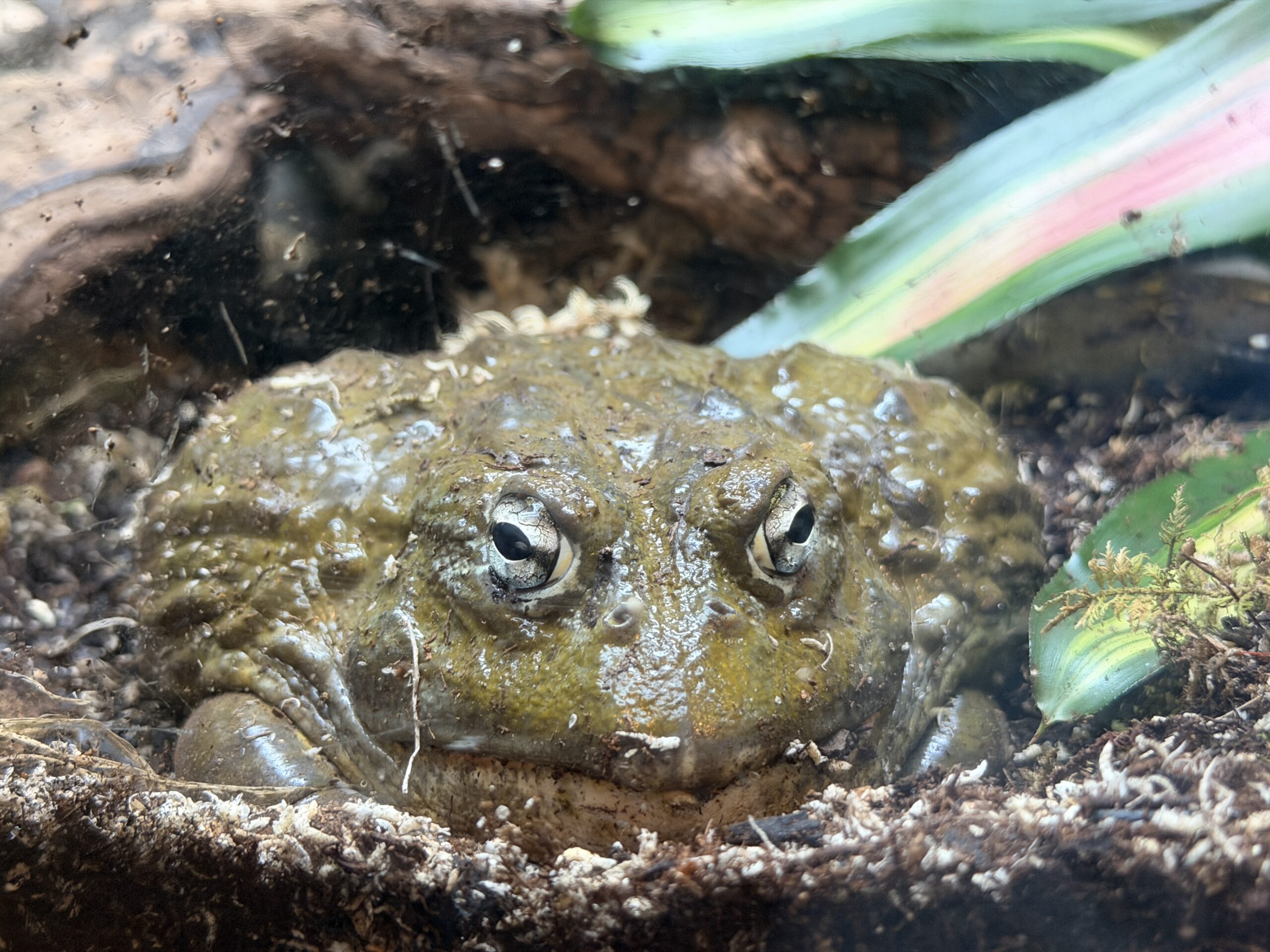 Animals of an interior exhibit at Gorilla Falls Exploration Trail in Disney's Animal Kingdom have been shuffled around and a new African bullfrog was introduced.