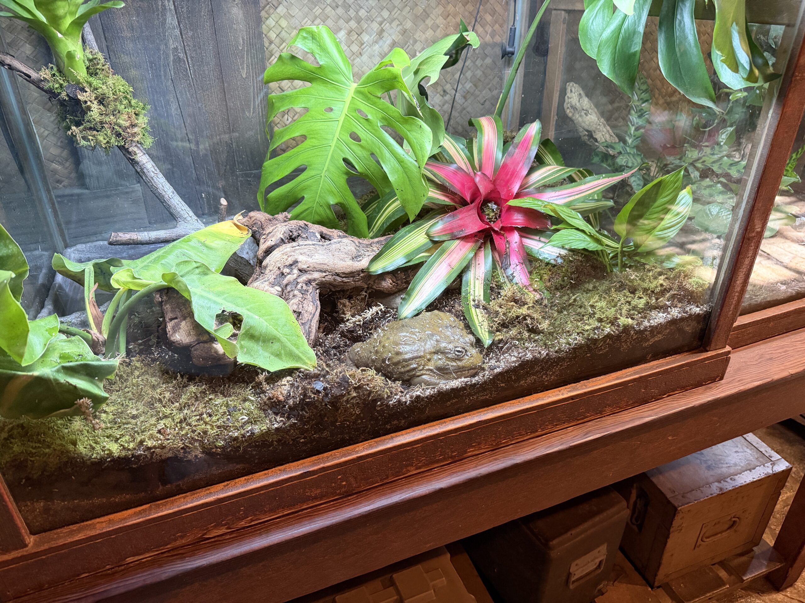 Animals of an interior exhibit at Gorilla Falls Exploration Trail in Disney's Animal Kingdom have been shuffled around and a new African bullfrog was introduced.