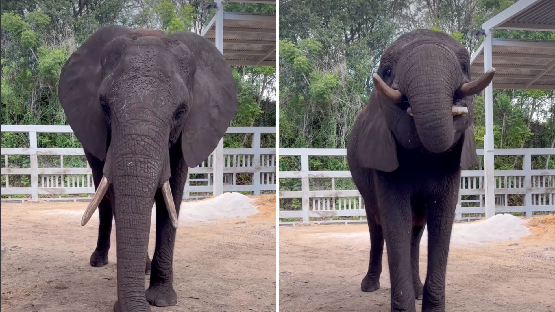 Disney's Animal Kingdom elephant resident Kianga recently turned 22 and celebrated with a specially-made birthday cake.