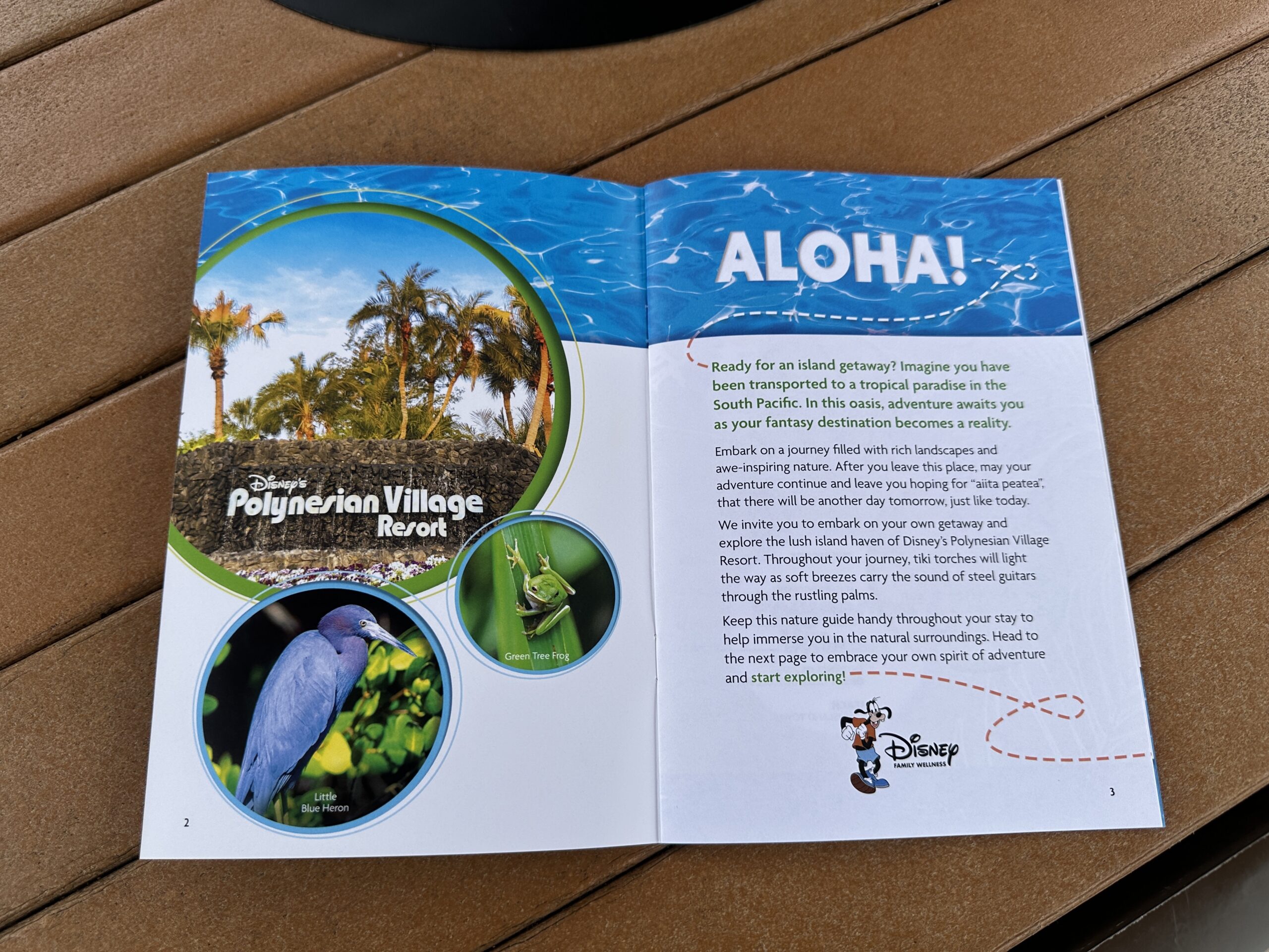Disney's Polynesian Village Resort Debuts New Guide Mentioning Recently Cut Down Kukui Tree